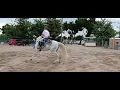 Lusitano stallion warms up for bullfight