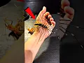 Top 5 Most Beautiful Insects You Won t Believe Are Real