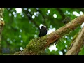 8 Hours of Beautiful Birds (No Music) 4K Nature Relaxation™ - Washington State