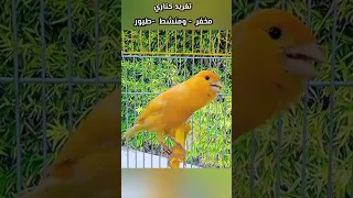 دأقوى تغريد كناري تغريد كناري 2024 هائج Birds طيور Kanary 2025 