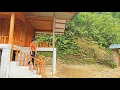 Download Lagu The process of harvesting fresh ginger garden for sale to the market | Chuc Thi Hong