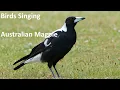 Download Lagu Burung Bernyanyi - Burung Murai Australia - Suara Alam