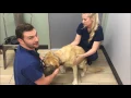What to Expect at a Standard Veterinary Wellness Exam
