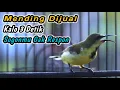 Download Lagu SOGON TROTOLAN NGRIWIK NEMBAK PENGGACOR EFEKTIF UNTUK SEMUA SOGON‼️HITUNGAN DETIK LANGSUNG GACOR