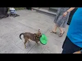 Meet Jada 2 year old Terrier Mix ADOPTED