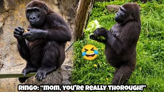 Grandma is on a food-finding mission, while Ringo is in good-boy mode! 🤣🦍艾媽開啟「搜刮美食模式」，林戈則開啟「乖乖吃飯模式」
