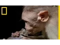 Drunk Monkeys National Geographic