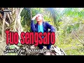 Download Lagu TUO SENGSARO Lagu Jambi karya Siwar pjm Arr Sarbaini Audio PJM MUSIC