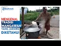 Download Lagu Mengenal Tradisi Mangawah Di Marabahan, Barito Kuala Yang Jarang Diketahui Saat Ini