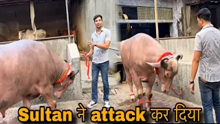 Sultan ne to mujh pr hee Attack kr diya aaj ||@Bull.Rider-Vlogs