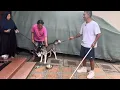 Download Lagu ANJING DOMINAN SEKALI ‼️ SUDAH DILATIH TAPI MASIH TETAP GALAK 