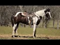 Pablo - Platinum Equine Auction