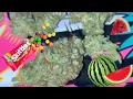 Watermelon Zkittlez Strain Review