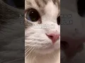 Download Lagu 3 NAMA KUCING MILIK SAHABAT RASULULLAH #shorts #cat