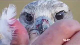 شلة عفرين أداء وكلمات محمد بن حمد بن اسلوم الكبيسي 