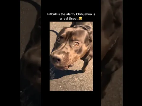 The pitbull is the warning, the chihuahua is the killer!