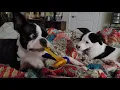 BFF OZZY MAGGYMAY
