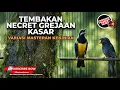 Lagu 🔴 Live Masteran Mewah Tembakan Kasar Necret Cucak Cungkok vs Srigunting Abu Abu Gacor Greja