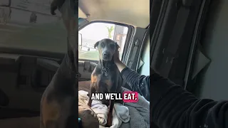 #Fyp #dream #doberman #pets #youtube