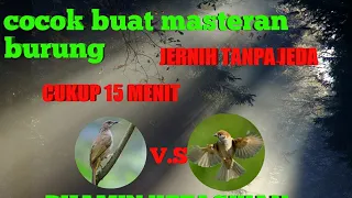 Download Kapas Tembak Vs Greja Tarung Masteran Paling Di Cari Juri Jernih Dan Ngerol 2022 MP3
