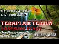 Download Lagu Terapi Lovebird I masteran Lovebird I Terapi Suara air terjun dan Lovebird Ngekek I 6 jam full