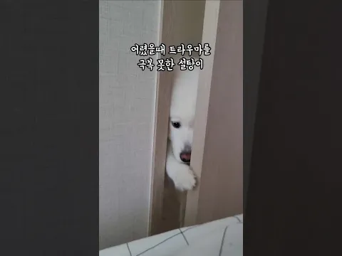 어렸을때 트라우마를 극복 못한 설탕이