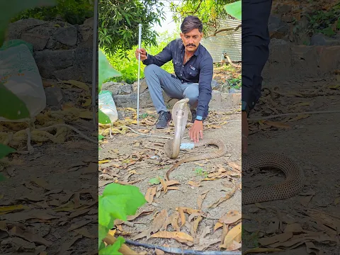 बहुत ही खतरनाक साप पहिली बार देखणे के लिये मिला ऐसा नजारा 😱