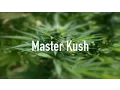 Master Kush Strain Information Review