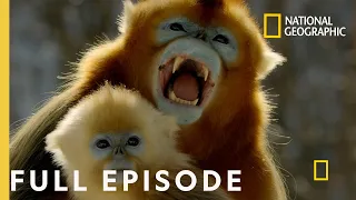 Forest of the Golden Monkey Full Episode The Hidden Kingdoms of China