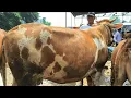 Download Lagu 14 juta Hamil 7 bulan !! Hamil Tua Harga Murah Meriah !! Pasar Sapi Tuban