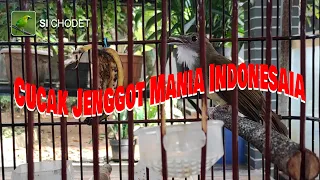 masteran cucak beard lovebird taste u0026 tarung church 100 powerful