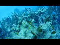 Concern grows for Florida s coral reefs as ocean temperatures rise