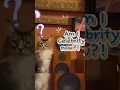 Download Lagu Thundar short video #titamariton #ytshorts #cat #catvideos