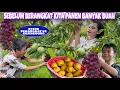 Download Lagu SEBELUM BERANGKAT KE GUANGDONG PANEN PEAR SINGO, ANGGUR DAN PLUM HIJAU DULU, DIAKHIR ADA KEJUTAN
