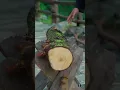 1700 years ago the Chinese learned to make a farming tool pestle and mortar which is both interest