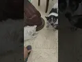 Download Lagu ❤️🐕belang sayang korput Boni juga pengen disayang belang dan korput 🐕❤️🐶(2)
