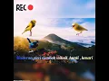 Download Lagu masteran pleci nembak wit wit kunti kenari ... suara jernih