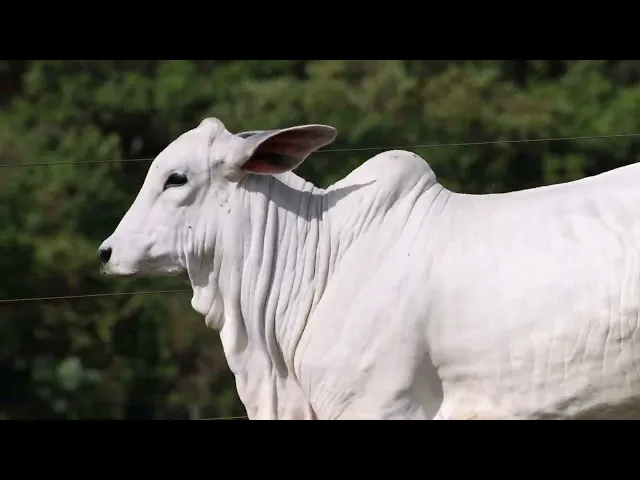 Novilha Tabapuã TTAR - 660