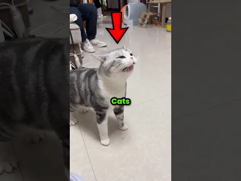 Cats Hate Sneezing 🐈