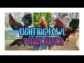 Gamefowl History Legacy of Penny Hatch