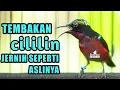 Lagu TEMBAKAN CILILIN JERNIH COCOK UNTUK PANCINGAN DAN MASTERING KOLIBRI NINJA KONIN GACOR FULL ISIAN