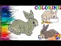 Bunny Rabbit Coloring Pages for Kids CKC