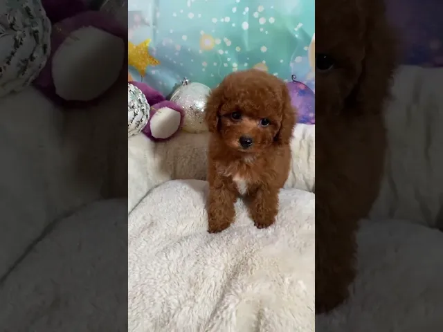 動画