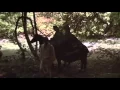 Video di The Trip 1967