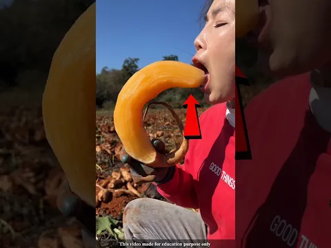 Why do Bangladeshi farmers not want to cultivate Yacon root vegetables?#shortvideo