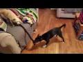 of adoptable pet named Kokomo