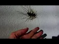 Download Lagu Giant Japanese House Centipede!