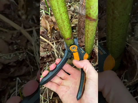 Can this plant really make sound?! 🌱🎶