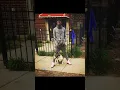 Download Lagu 051 Melly On The Block #shortfeed #shorts #short #chiraq #051melly #lildurk #chicago