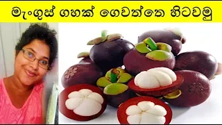 5 fruit trees that will have you eating for the whole year!. 